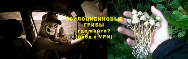 прущие грибы Карпинск